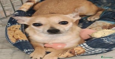 Chihuahua cani a Provincia di Forlì-Cesena - Annuncio 6
