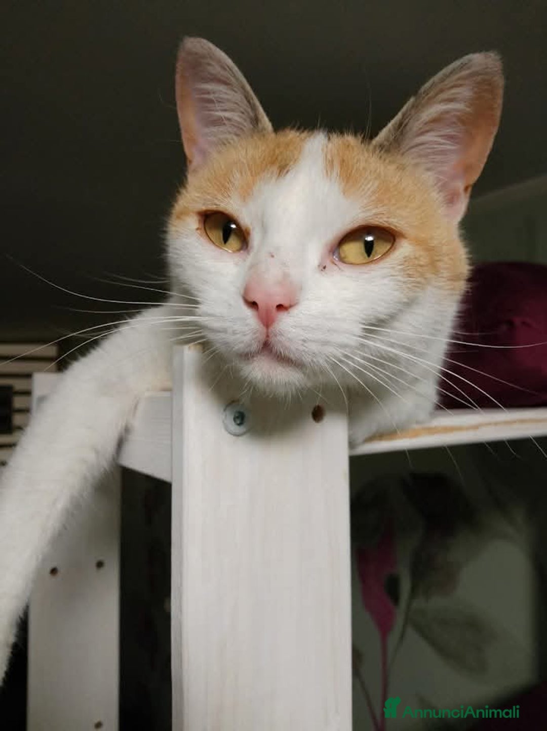 Europeo gatti in regalo: TRILLY , affettuosa gatta in adozione! - Annuncio 6