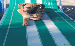 Meticcio cani in regalo: Cerco famiglia per questo adorabile cucciolo - Immagine 6