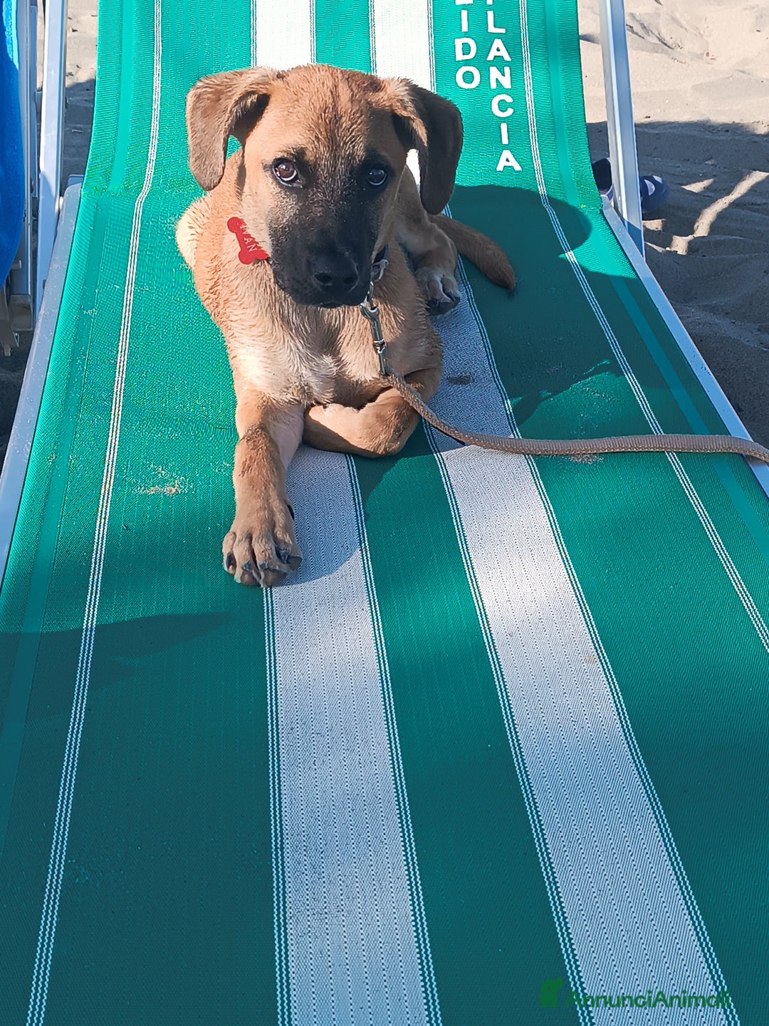 Meticcio cani in regalo: Cerco famiglia per questo adorabile cucciolo - Immagine 6