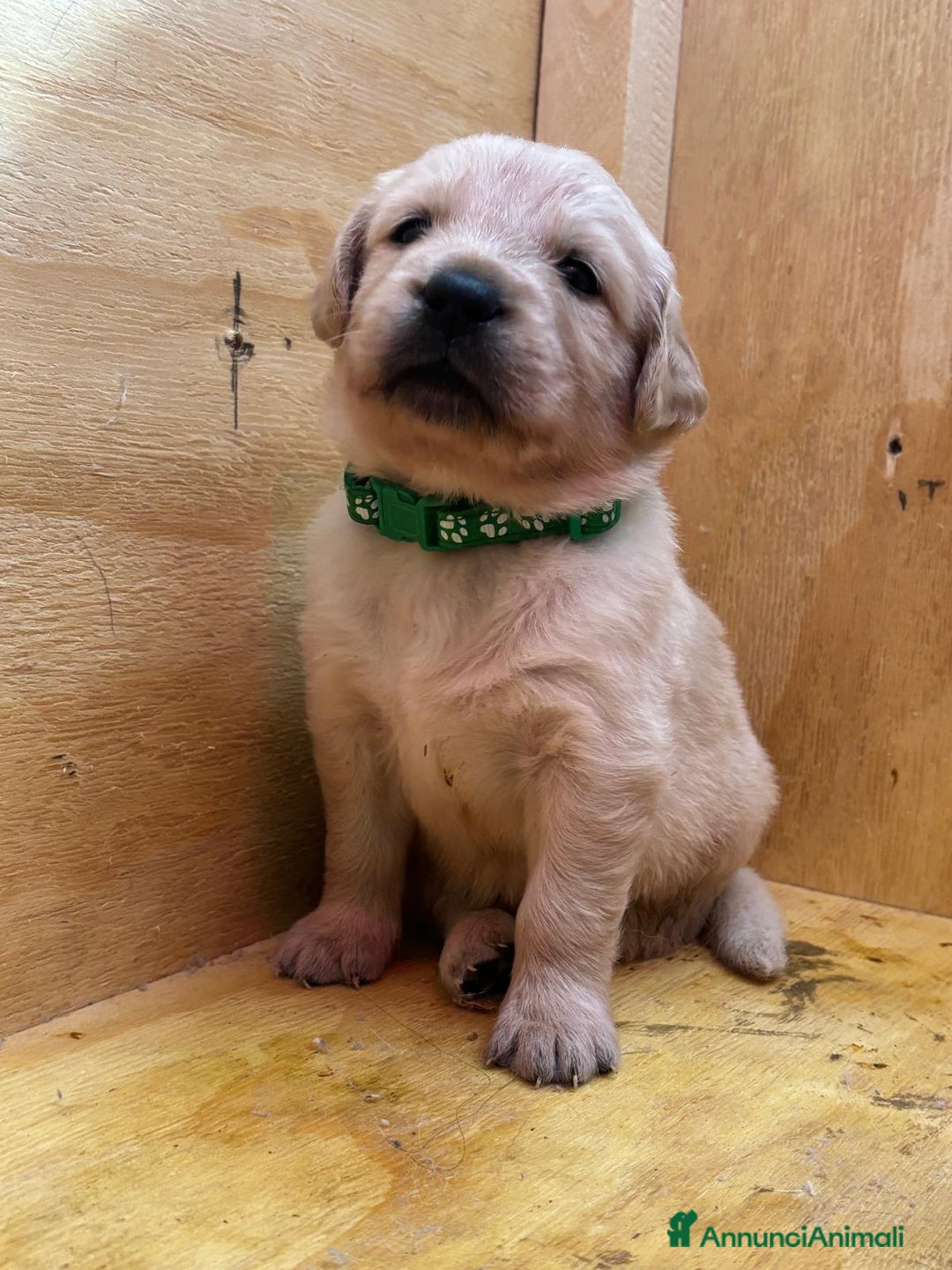 Golden Retriever cani in vendita: Golden Retriver  - Annuncio 2