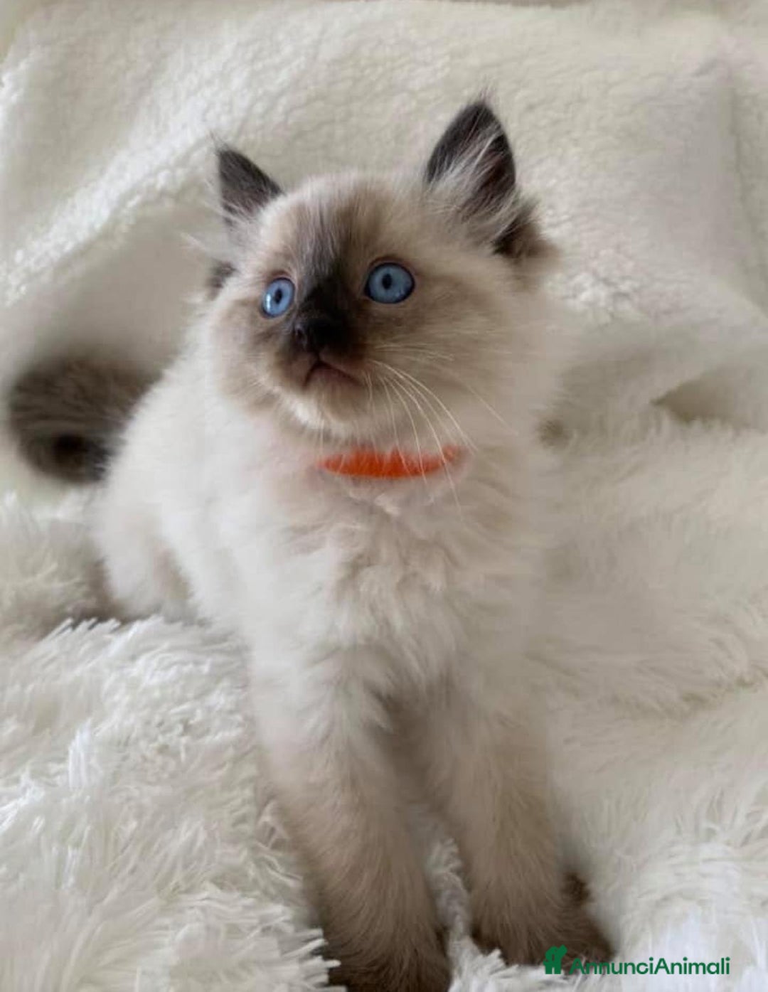 Ragdoll gatti in vendita: Cuccioli di ragdoll - Annuncio 4