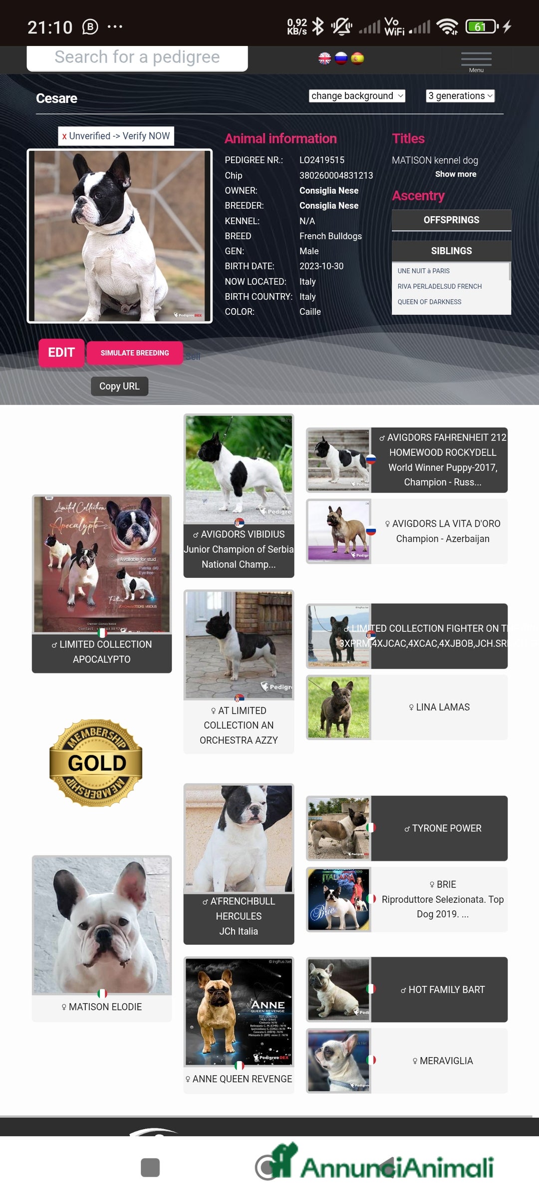 Bulldog Francese cani per accoppiamento: Bulldog francese x monta enci a Provincia di Salerno - Annuncio 4