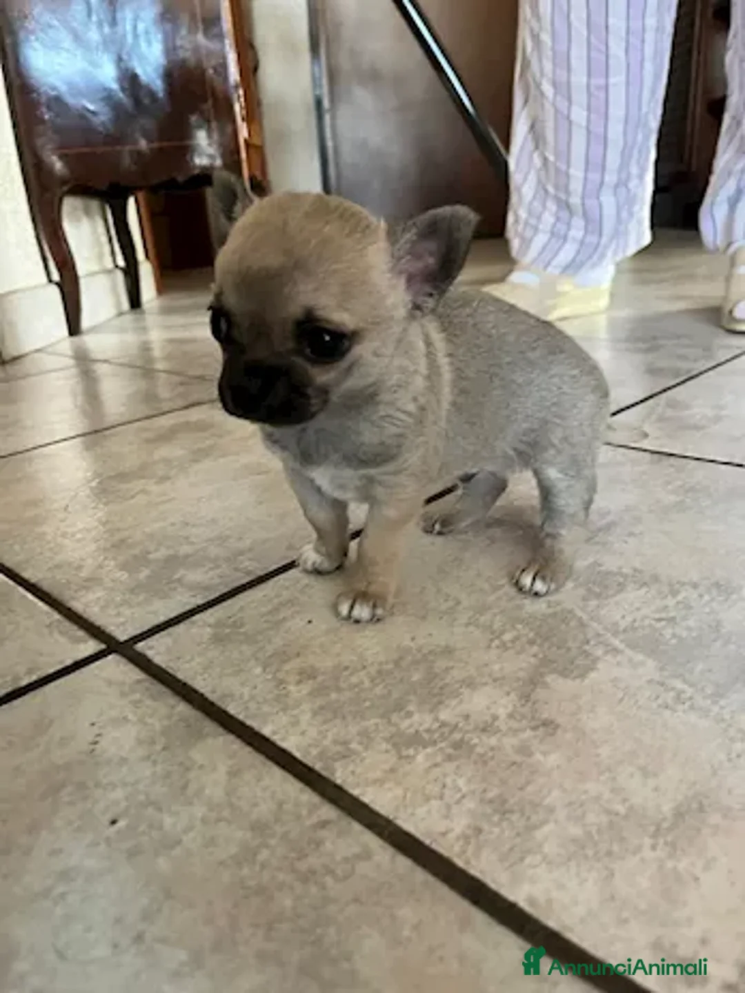 Chihuahua cani in vendita: Chihuahua - Annuncio 6