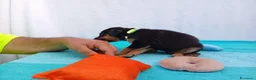 Meticcio cani in regalo: Cuccioli mix Pastore Tedesco, neanche 2 mesi  - Annuncio 19
