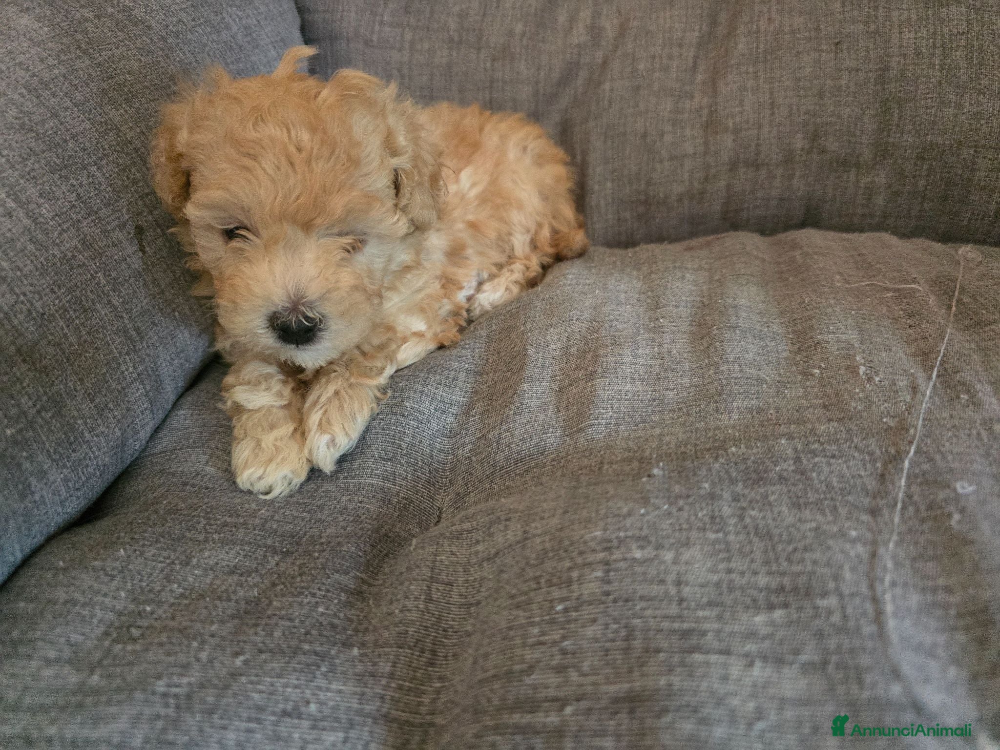 Meticcio cani Barboncino toy - Annuncio 2