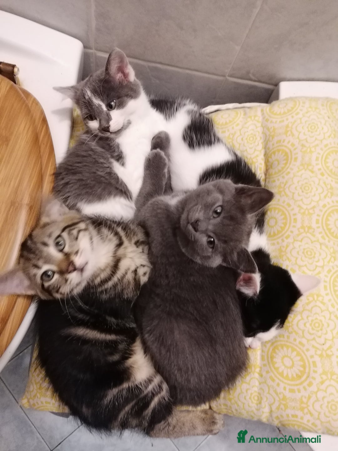 Ragdoll gatti in regalo: Micci dolcissimi - Annuncio 1