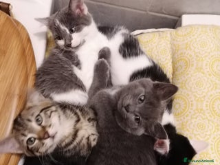 Ragdoll gatti Micci dolcissimi - Annuncio 7