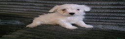Maltese cani in vendita: Cucciolo maltese  - Annuncio 3