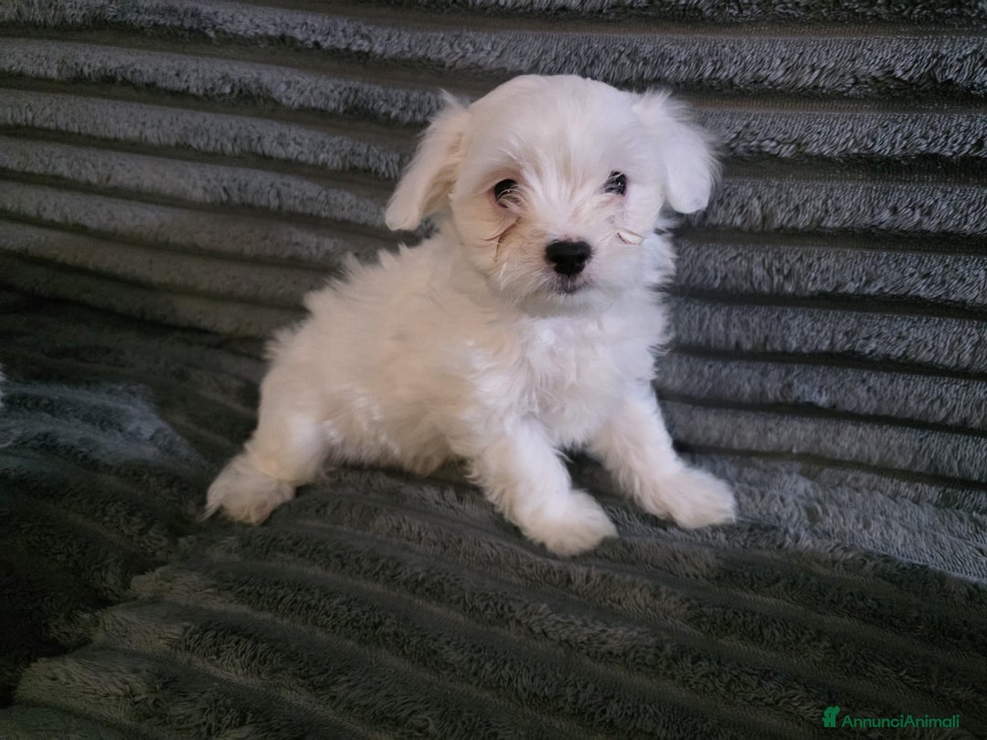 Maltese cani in vendita: Cucciolo maltese  - Annuncio 3