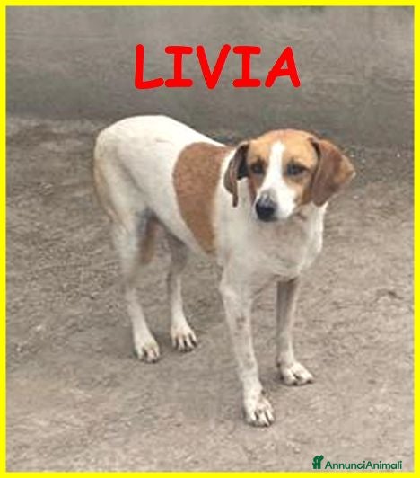 Meticcio cani LIVIA molto timorosa - Annuncio 22