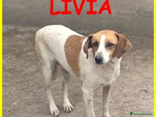 Meticcio cani LIVIA molto timorosa - Annuncio 22