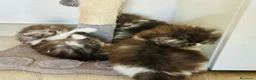 Persiano gatti in vendita: Cuccioli persiani ipertipici - Annuncio 3