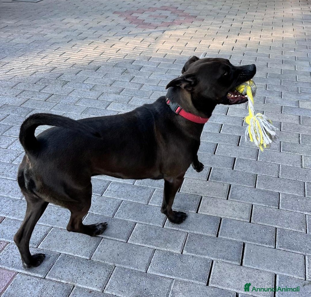 Affenpinscher cani in regalo: NIGEL BELLISSIMO PIT - Annuncio 5
