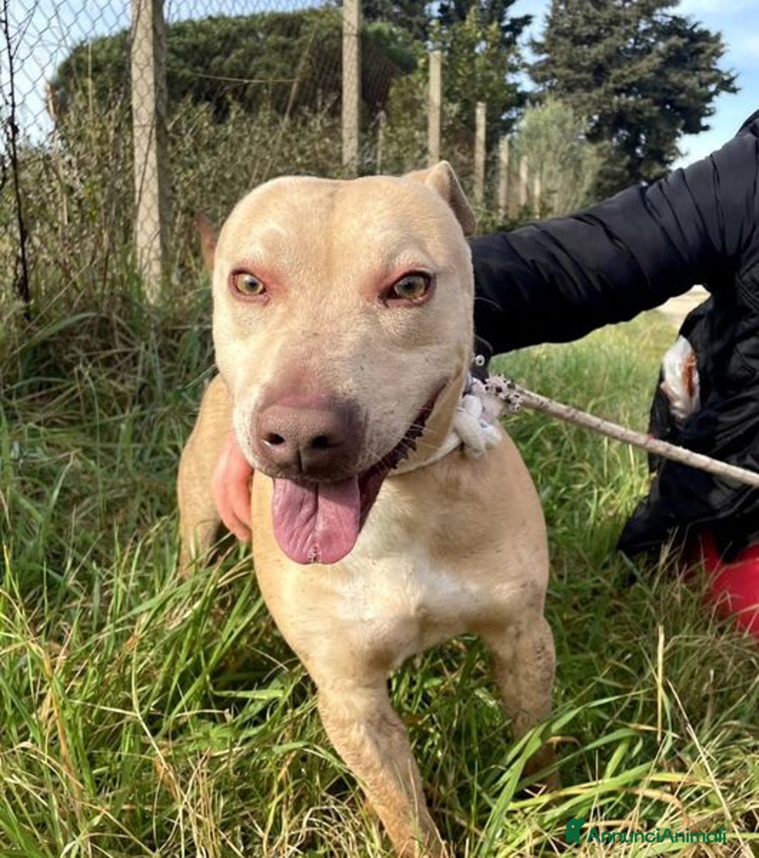 Meticcio cani in regalo: FURBY, argento vivo in corpo e occhi verdi  a Provincia di Latina - Annuncio 8