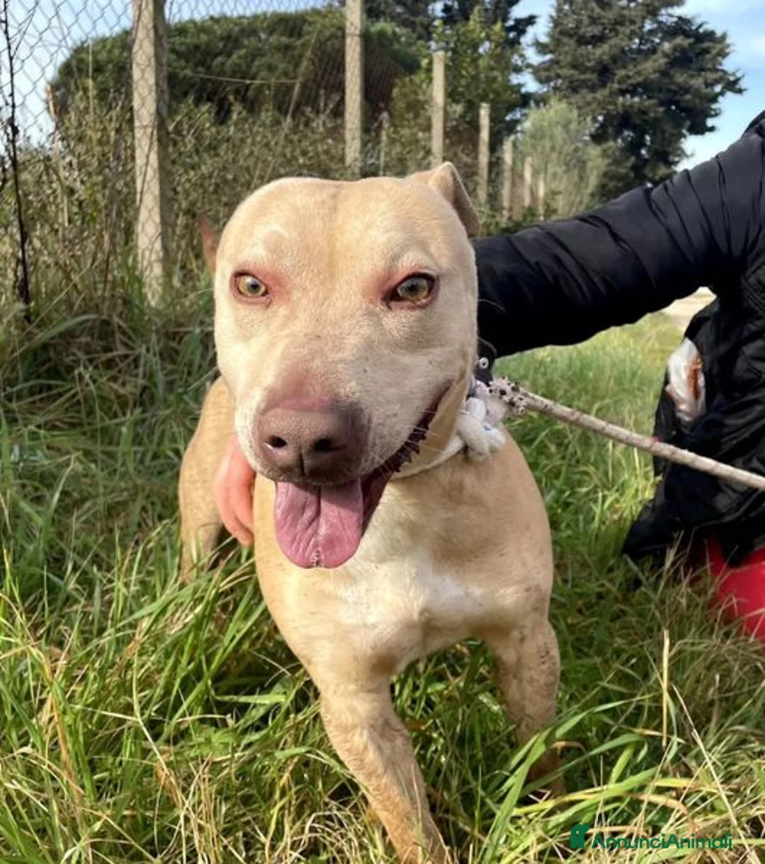 Meticcio cani in regalo: FURBY, argento vivo in corpo e occhi verdi  a Provincia di Latina - Annuncio 8