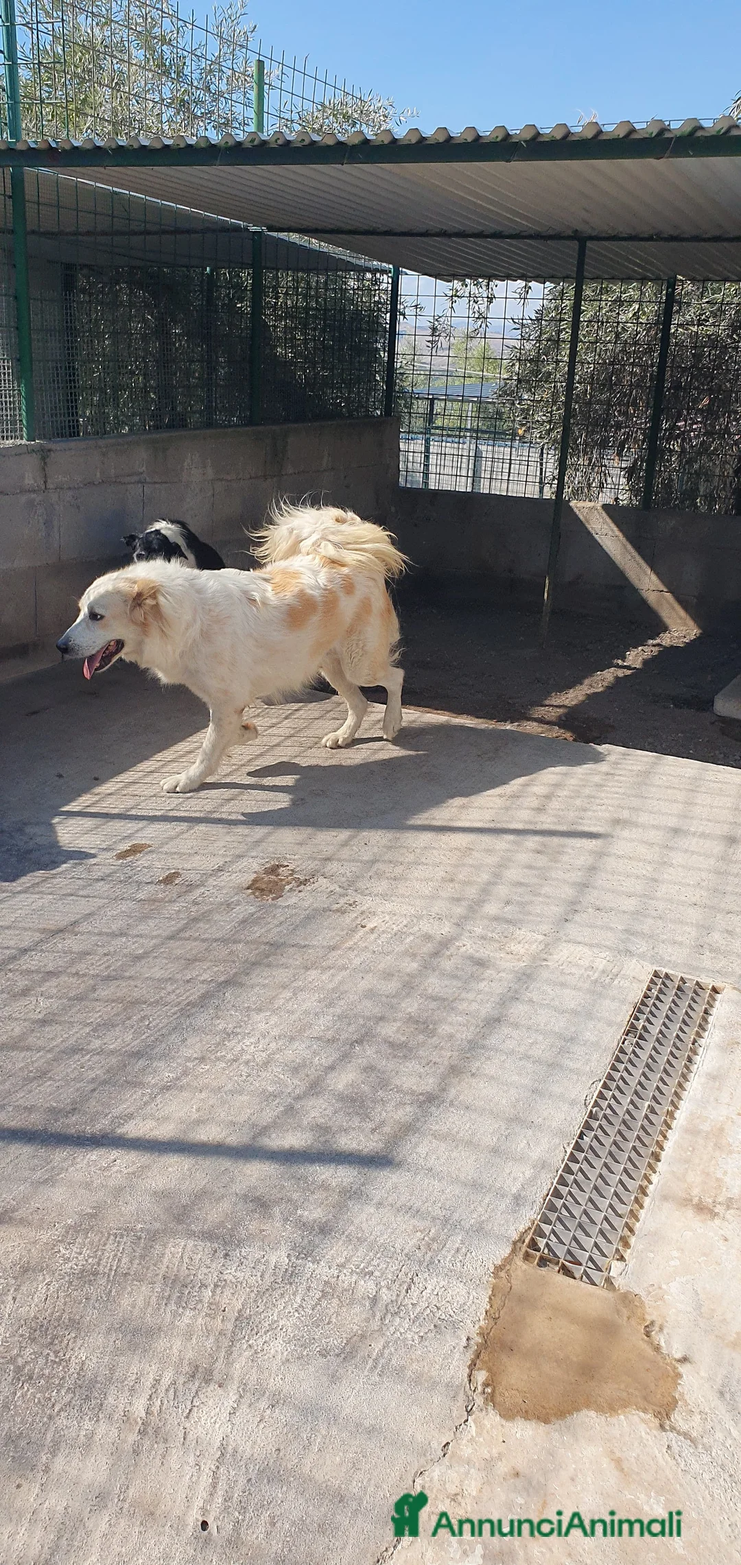 Meticcio cani in regalo: Igor Golden Retriever Meticcio in Canile - Annuncio 7
