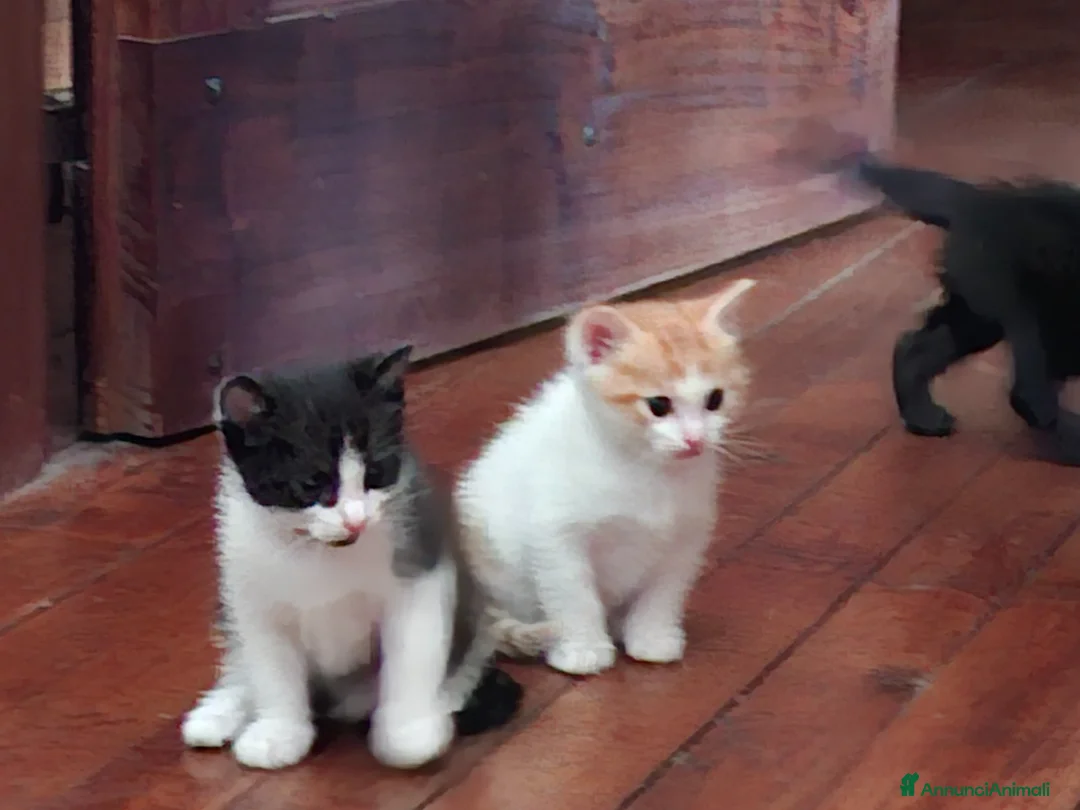 Kurilian Bobtail gatti in regalo: regalo gattini razza europea - Annuncio 2