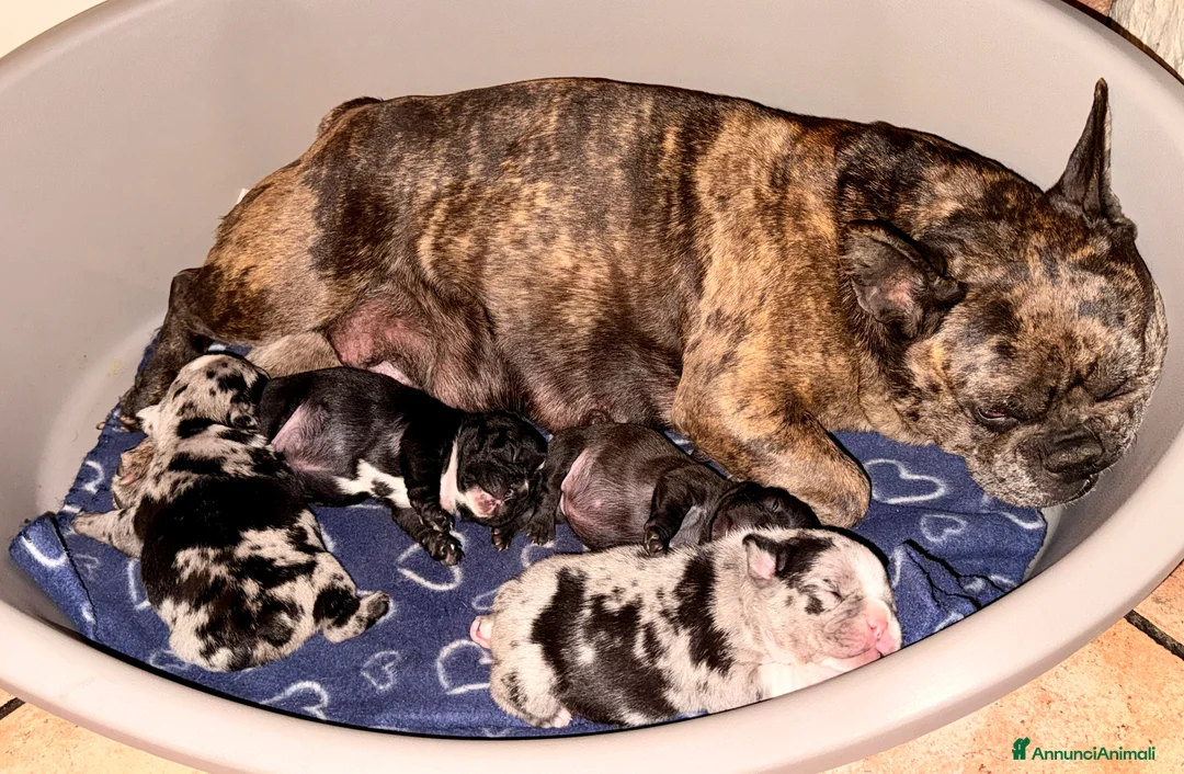 Bulldog Francese cani in vendita: Bulldog francese cuccioli  a Città Metropolitana di Torino - Annuncio 2