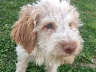 Lagotto cani Cucciolo di Lagotto Romagnolo con Pedigree Roi - Annuncio 2