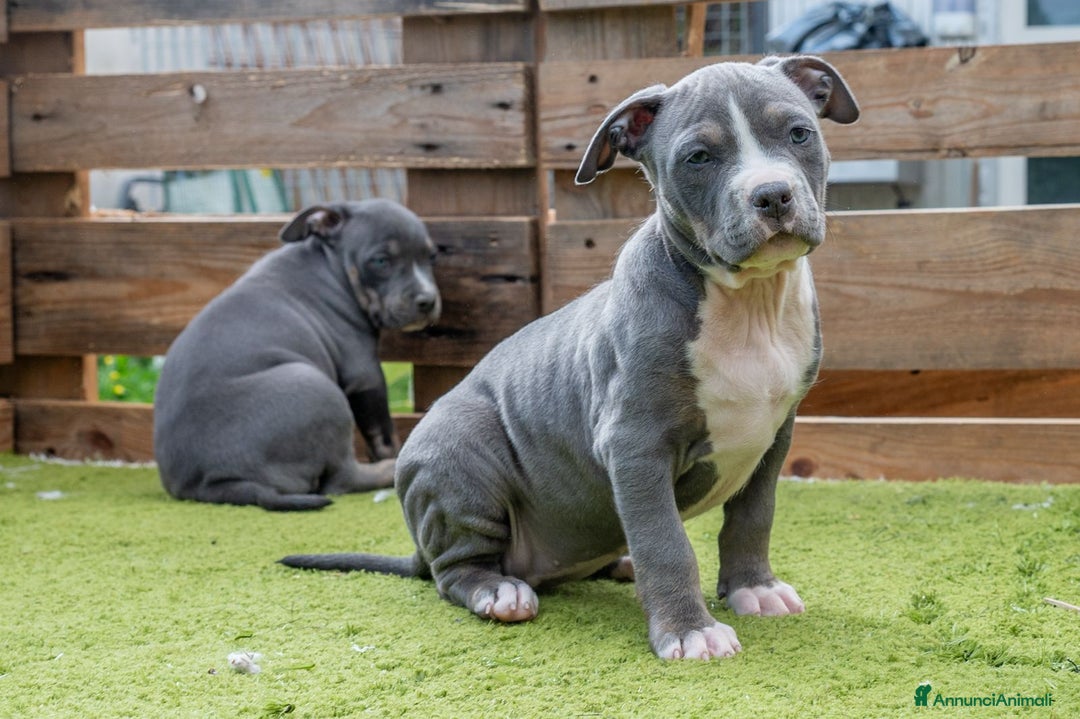 Pitbull cani in vendita: Cucciola di Amerian Pitbull Terrier - Annuncio 4