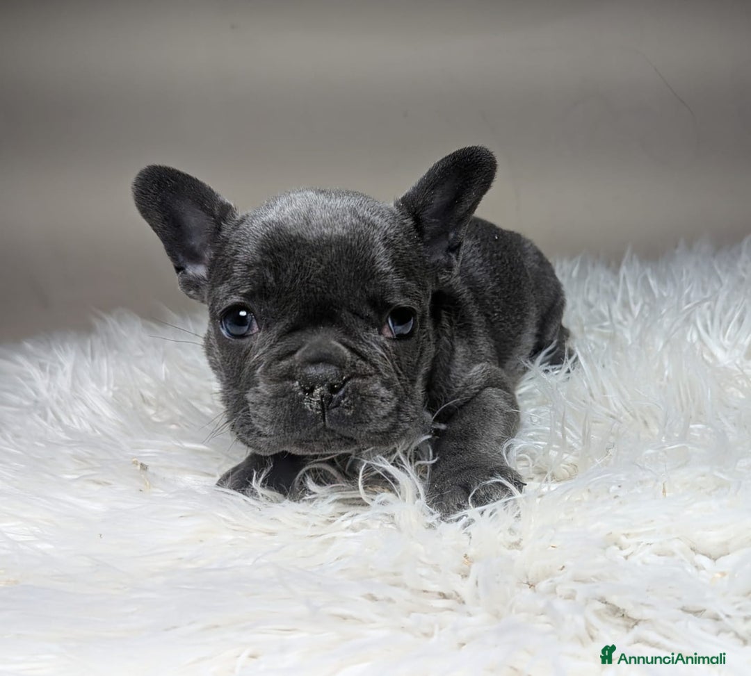 Bulldog Francese cani in vendita: Bulldog francese  - Annuncio 2
