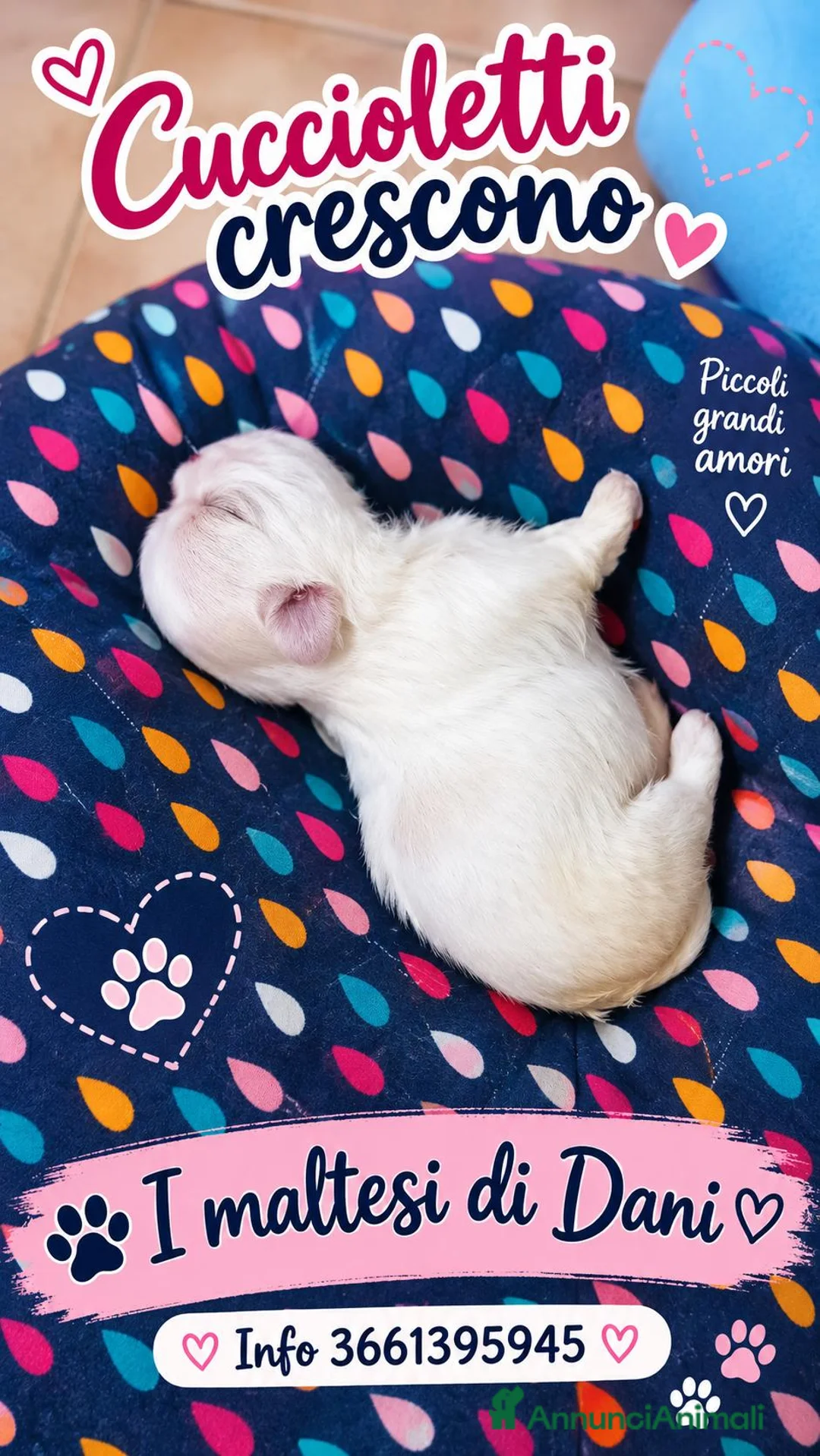Maltese cani in vendita: Piccoli maltesi cercano la loro famiglia - Annuncio 2