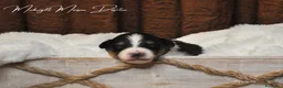 Australian Shepherd cani in vendita: Cuccioli Pastore australiano  - Annuncio 4