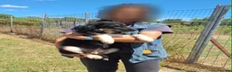 Meticcio cani in regalo: Afrodite spettacolare cucciola in adozione  - Annuncio 5