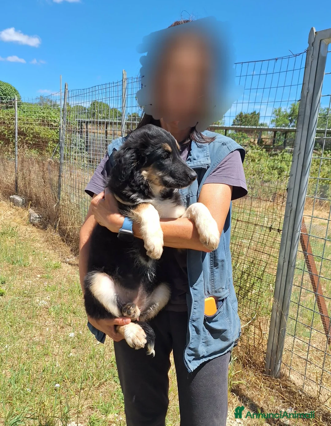 Meticcio cani in regalo: Afrodite spettacolare cucciola in adozione  - Annuncio 5