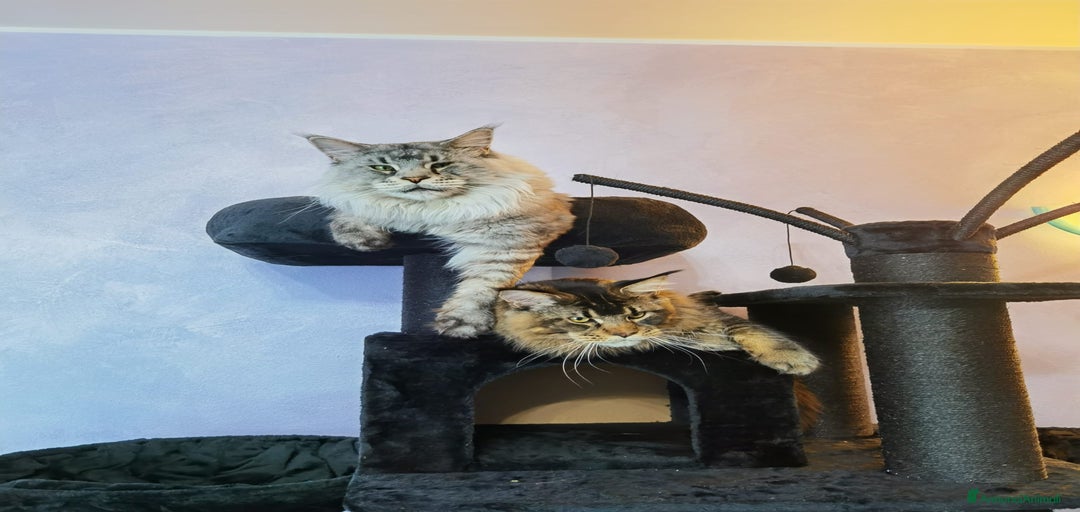 Immagine della galleria {{count}}