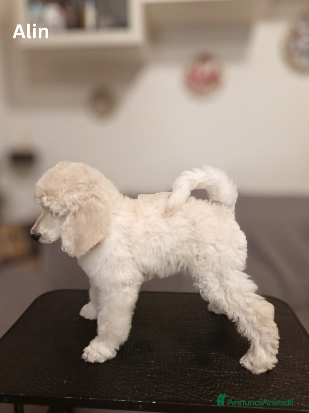 Barbone cani in vendita: Cuccioli di Barboncino con Pedigree ENCI 🐩 a Città metropolitana di Roma Capitale - Annuncio 15