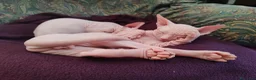 Sphynx gatti in vendita: Disponibili splendidi cuccioli di Sphynx ✨ - Annuncio 32