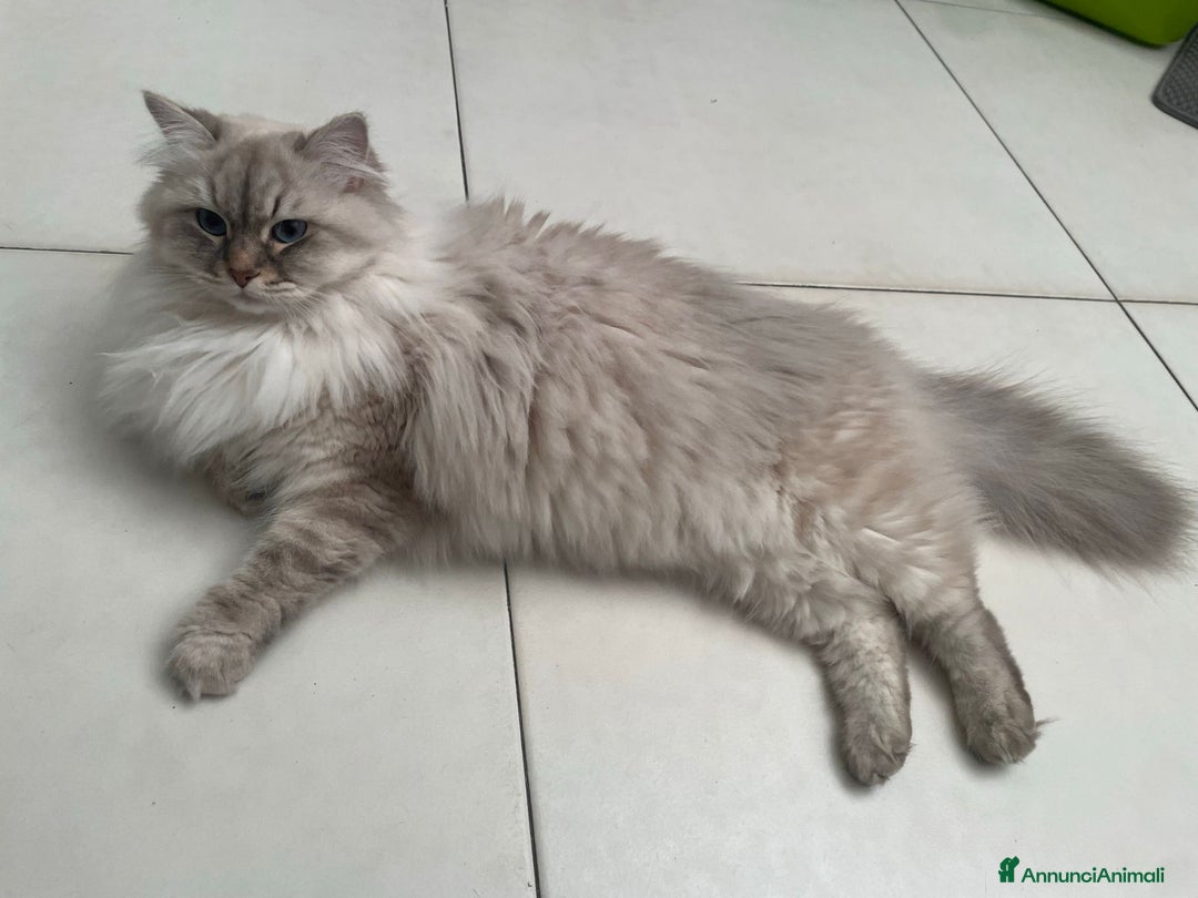 Siberiano gatti per accoppiamento: Siberiano per accoppiamento  - Annuncio 3