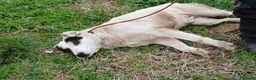 Meticcio cani in regalo: ARAMIS STA ASPETTANDO LA SUA CASA PER LA VITA - Annuncio 2