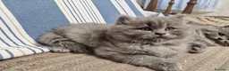 British gatti in vendita: 4 cuccioli di britsh longhair  - Annuncio 5