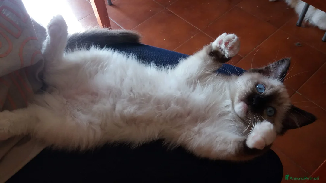 Immagine della galleria {{count}}