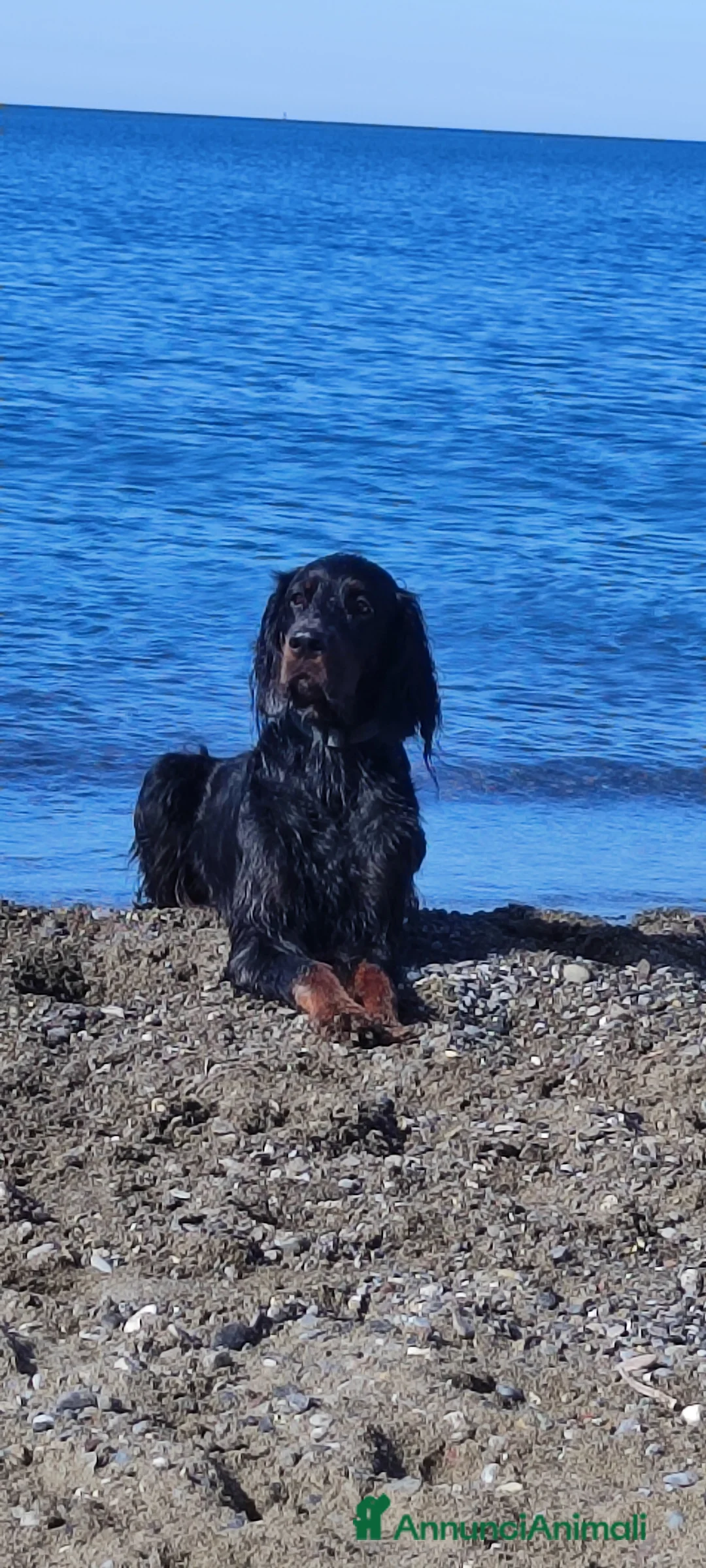 Setter Gordon cani in vendita: Cuccioli di Setter Gordon - Annuncio 3