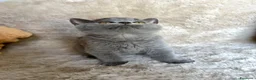 British gatti in vendita: Cucciolo maschio British Shorthir a Provincia di Cuneo - Annuncio 4