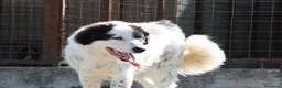Meticcio cani in regalo: Giulio Cesare spettacolo in adozione  - Annuncio 7