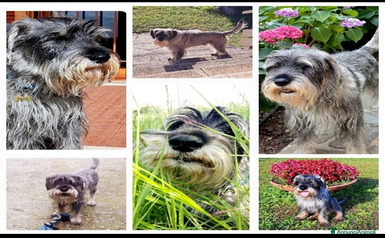 Schnauzer cani - Annuncio 1