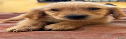 Golden Retriever cani in vendita: Golden Retriever americani - Annuncio 4