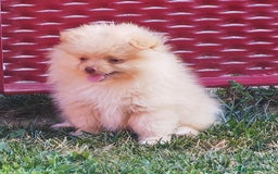 Spitz cani in vendita: Cuccioli Spitz tedesco piccolo ( kleispitz)  a Provincia di Cremona - Immagine 3