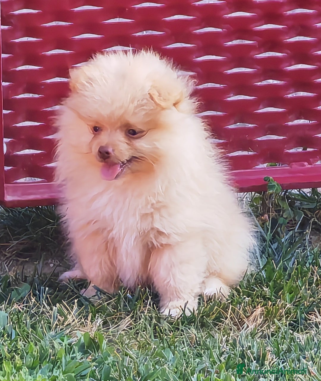 Spitz cani in vendita: Cuccioli Spitz tedesco piccolo ( kleispitz)  a Provincia di Cremona - Immagine 3