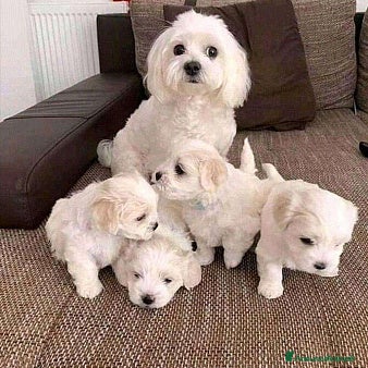 Maltese cani Cuccioli maltese taglia Mini  - Annuncio 1