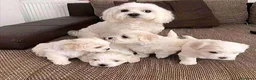 Maltese cani in vendita: Cuccioli maltese taglia Mini  - Annuncio 1