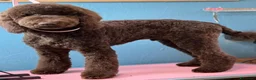 Barboncino cani in vendita: Cucciola di Barbone Reale color cioccolato 🤎 - Annuncio 4
