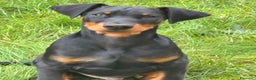 Dobermann cani in vendita: Dobermann cuccioli - Annuncio 2