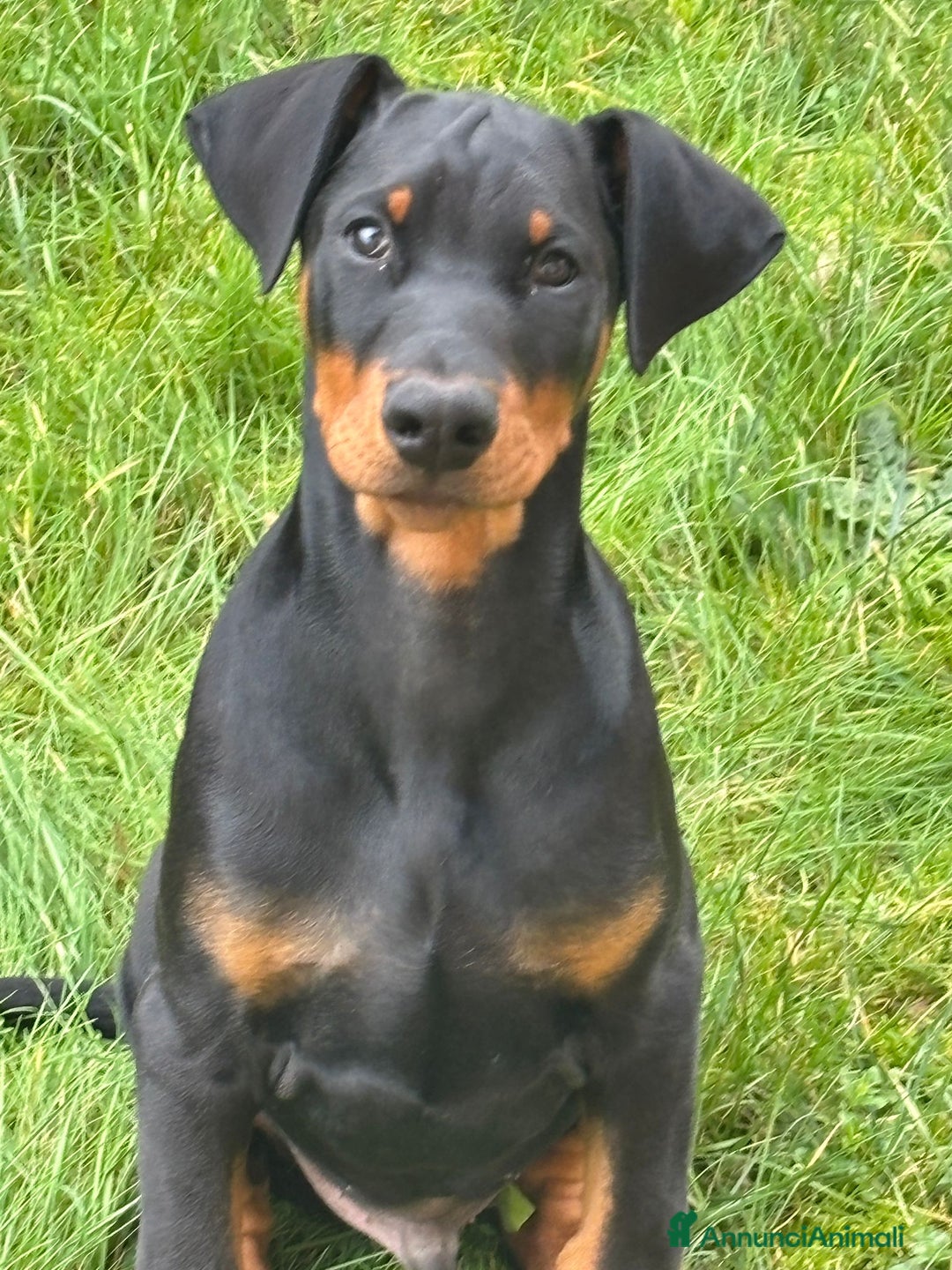 Dobermann cani in vendita: Dobermann cuccioli - Annuncio 2