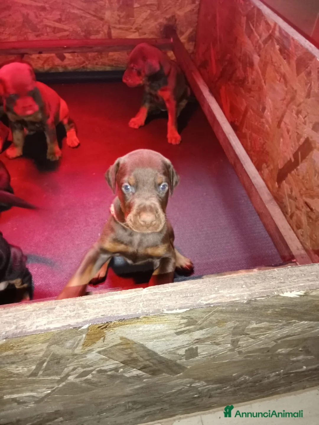 Dobermann cani in vendita: Cuccioli di Dobermann - Annuncio 28